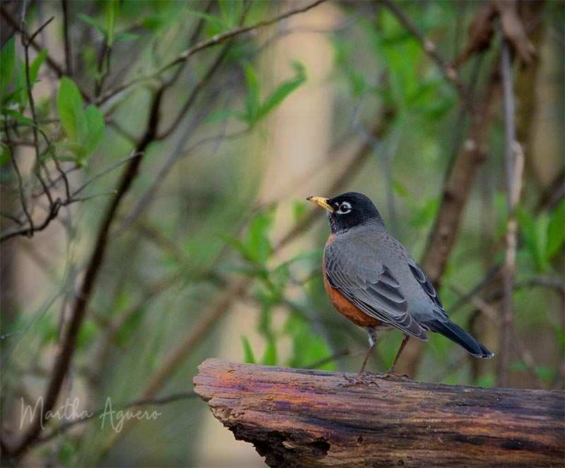 Martha Aguero March 2022 A very familiar bird