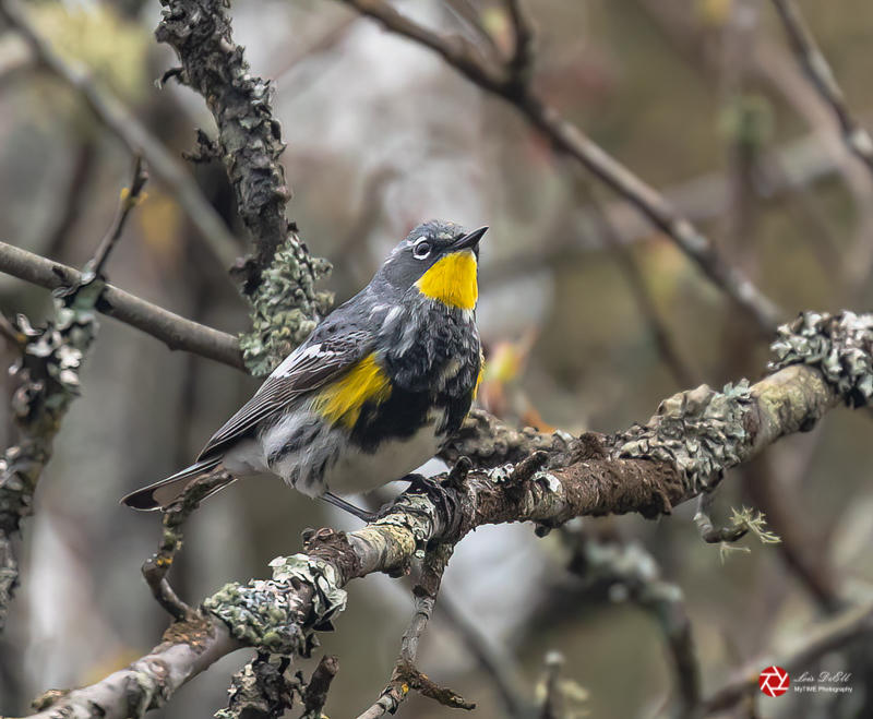 Lois DeEllMarch 2022Aududon's Male Yellow-rumped Warbler