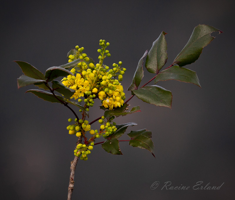 Racine ErlandMarch 2022Oregon Grape