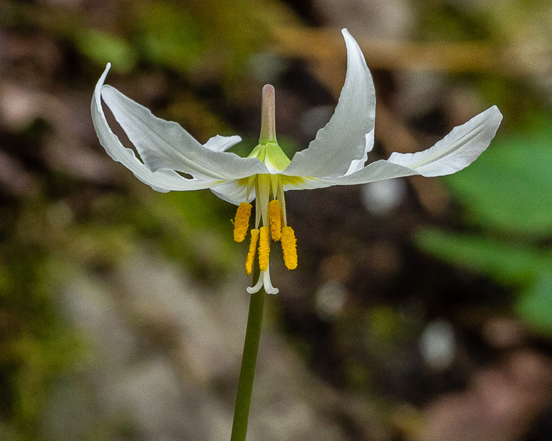 Carl ErlandApril 2022White Fawn Lily