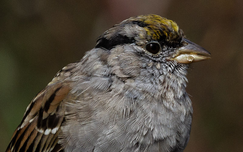 Carl ErlandApril 2022Golden Crowned Sparrow