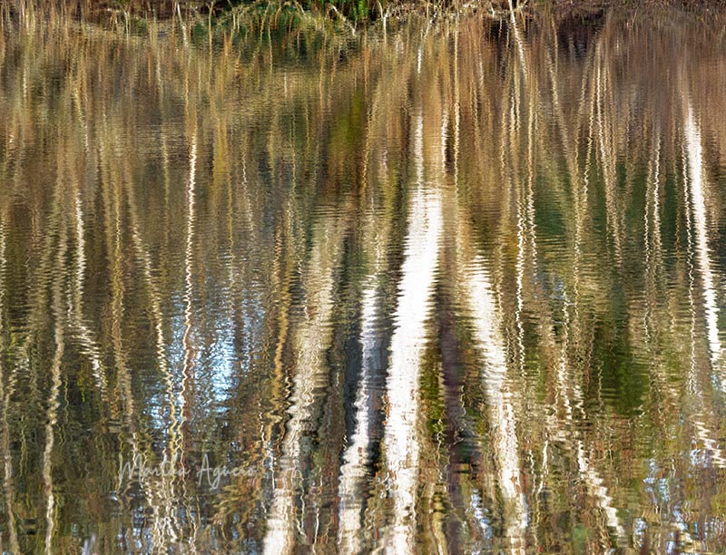 Martha AgueroMarch 2022Reflections on the  pond