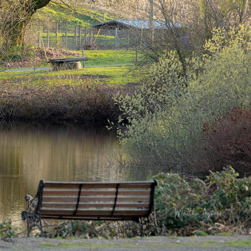 Martha AgueroMarch 2022Bench by the Pond
