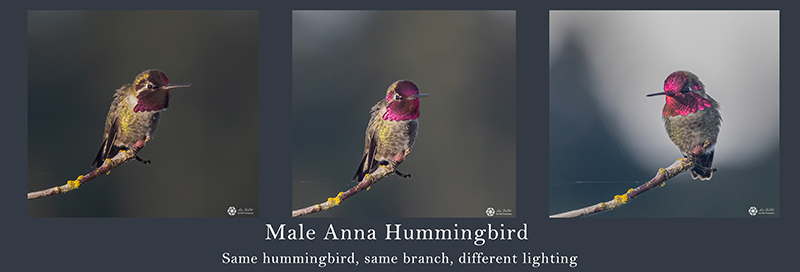 Lois DeEllApril 2022Male Anna Hummingbird