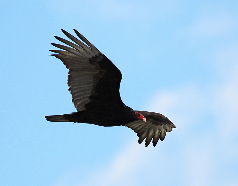 Willie HarvieApril 2022Turkey vulture.