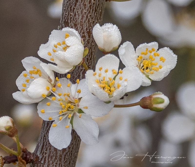 Jan HeerwagenMarch 2022Dewy Blooms