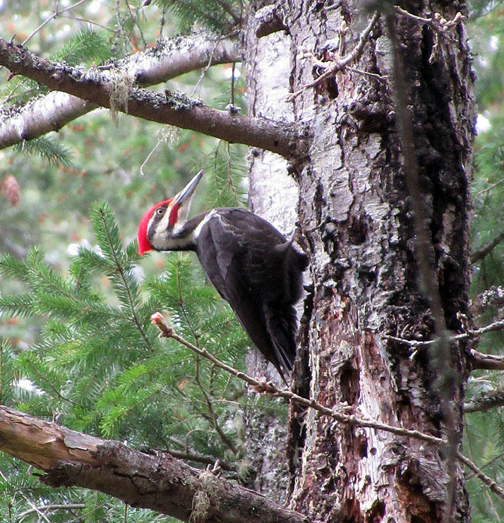 Willie Harvie<br>April 2022<br>Pileated woodpecker