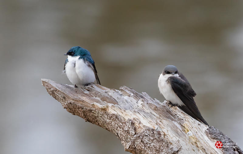Lois DeEllApril 2022Male and Female Tree Swallows 