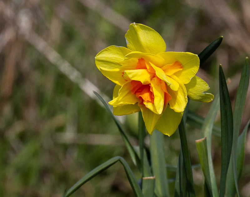 Carl ErlandApril 2022Daffodil 