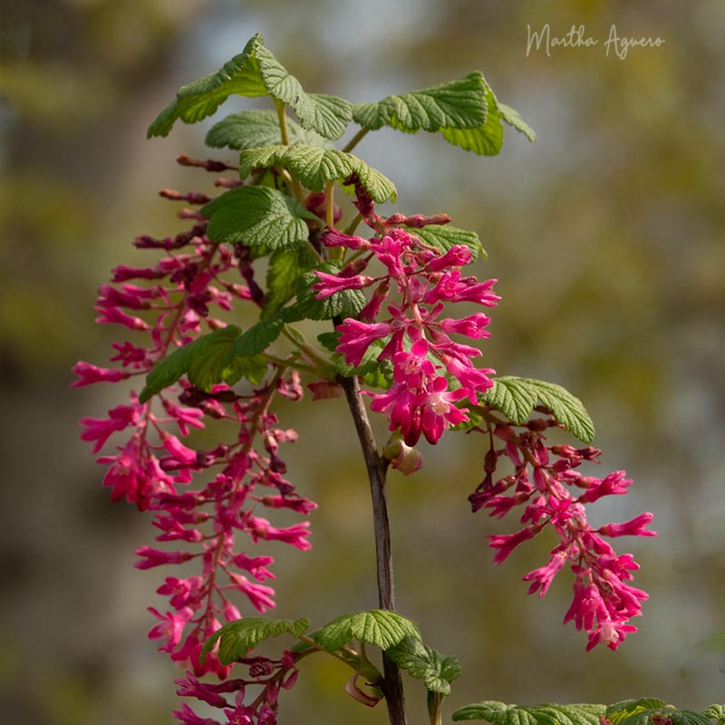 Martha Aguero April 2022Somenos MarshNative blooms