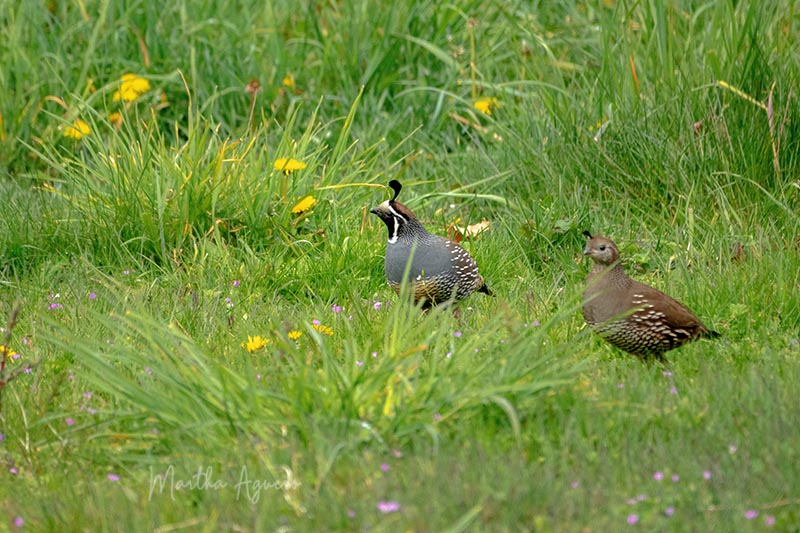 Martha Aguero May 2022  a couple of California Quails looking for food