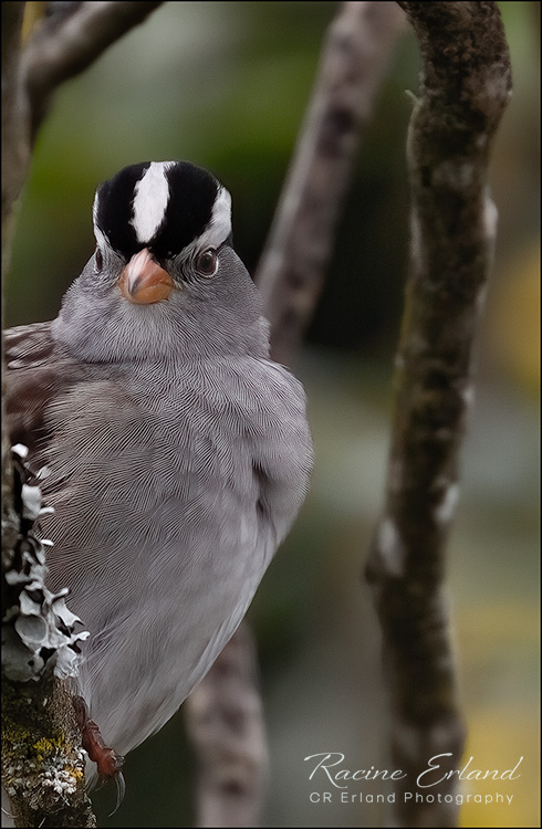 Racine ErlandMay 2022White-crowned Sparrow