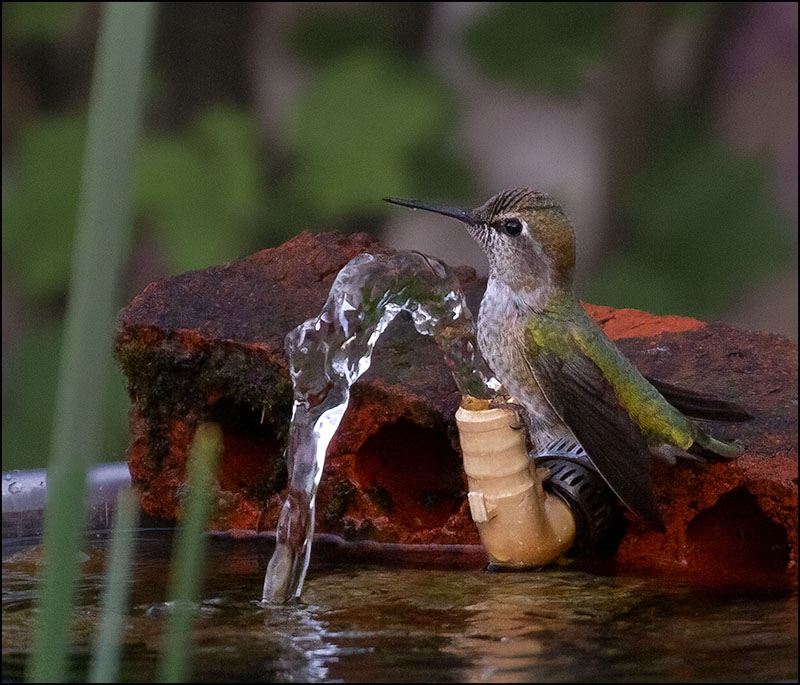 Carl Erland May 2022Hummers Watering Hole