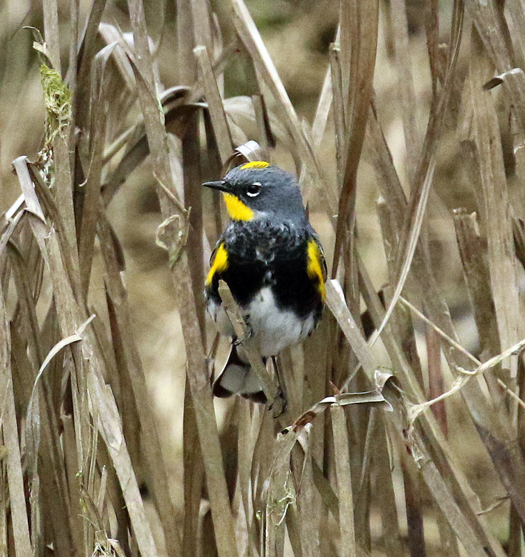 Willie Harvie<br>May 2022<br>Yellow rumped warbler