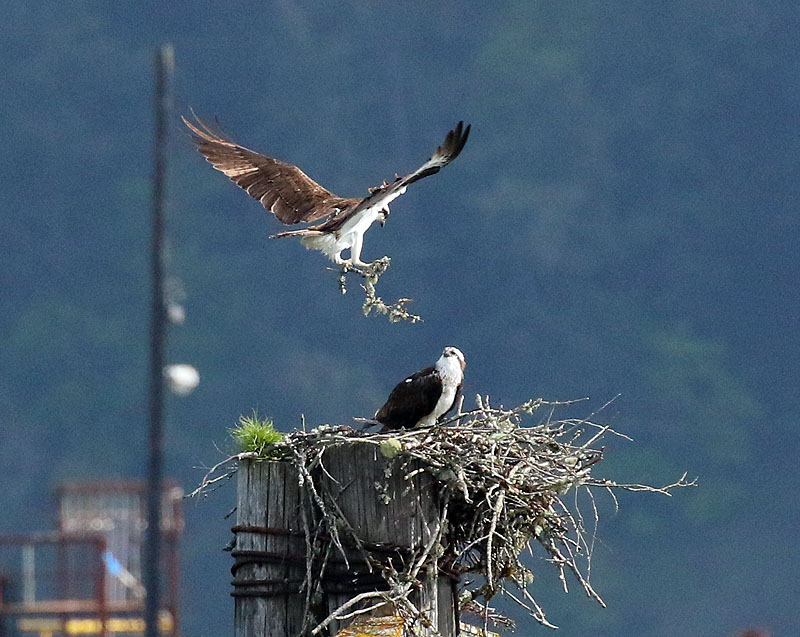 Willie HarvieMay 2022Osprey creating a nest