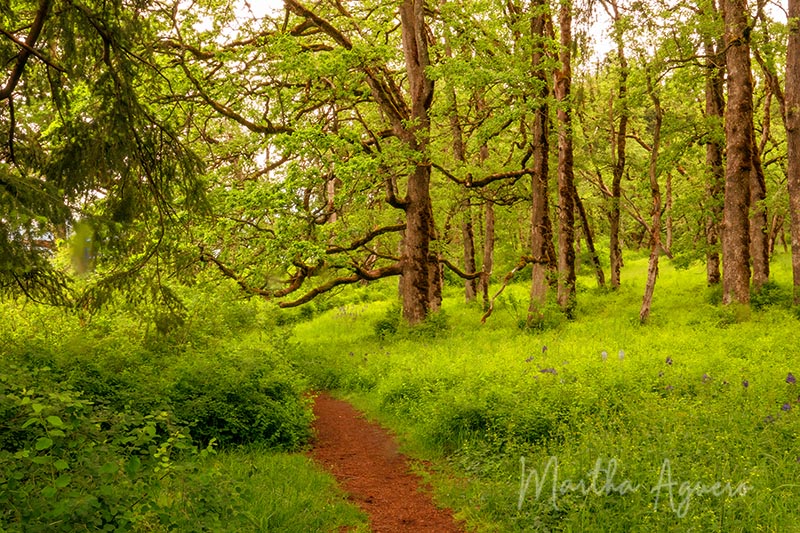 Martha Aguero <br> May 2022 <br> Garry Oak Preserve & Mt.Tzuhalem Field Trip <br> Enchanted Forest