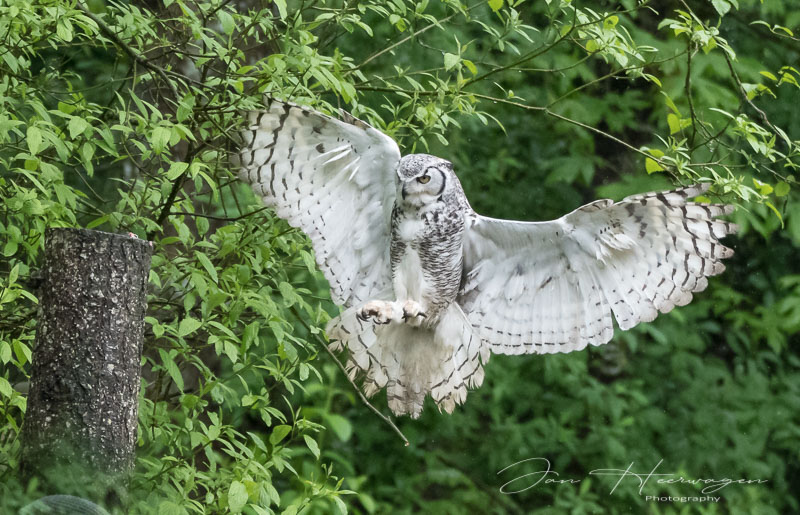 Jan HeerwagenMay 2022Big Homed Owl