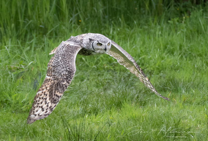 Jan HeerwagenMay 2022Big Horned Owl