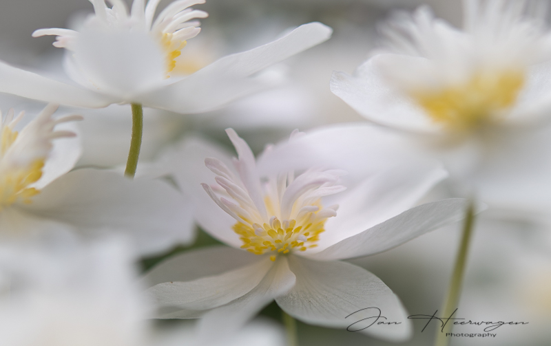 Jan HeerwagenMay 2022Anemones