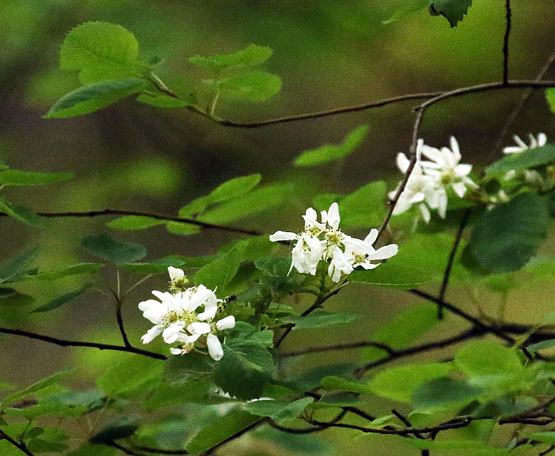Willie Harvie<br>May 2022<br>Mt. Tzouhalem<br>White blooms