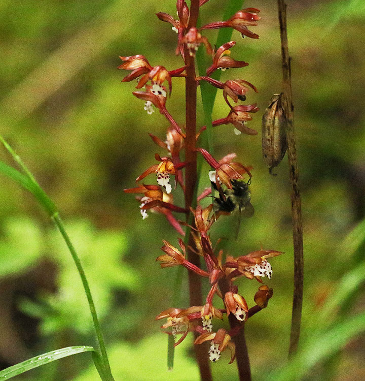 Willie Harvie<br>May 2022<br>Mt. tzouhalem<br>Bee & Coralroot 