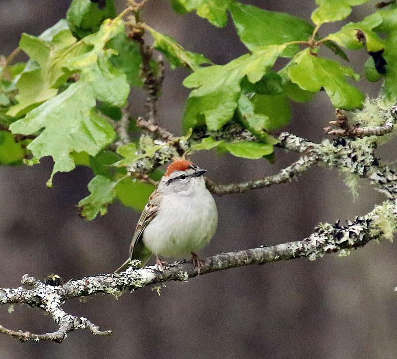 Willie HarvieMay 2022Mt. TzouhalemChipping sparrow