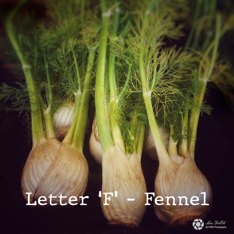 Lois DeEll2022 Summer ChallengeLetter F - Fennel