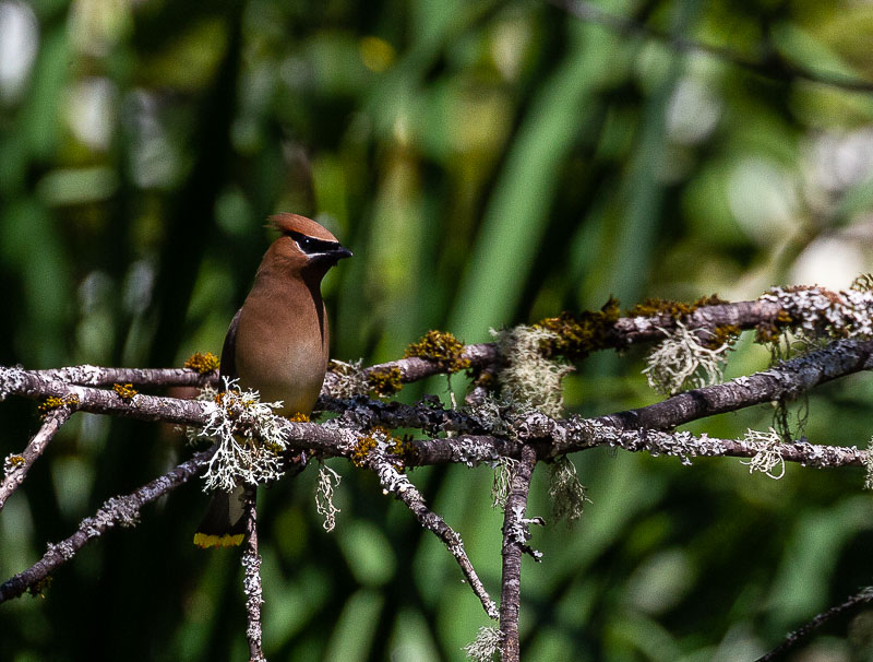 Carl Erland2022 Summer ChallengeC - Cedar Waxwing