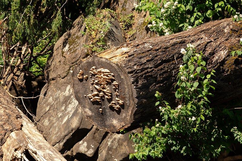 Martha Aguero 2022 Summer Challenge Letter F Fungus on the Trunk