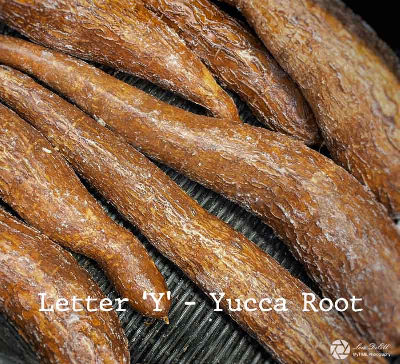 Lois DeEll2022 Summer ChallengeLetter Y - Yucca Root