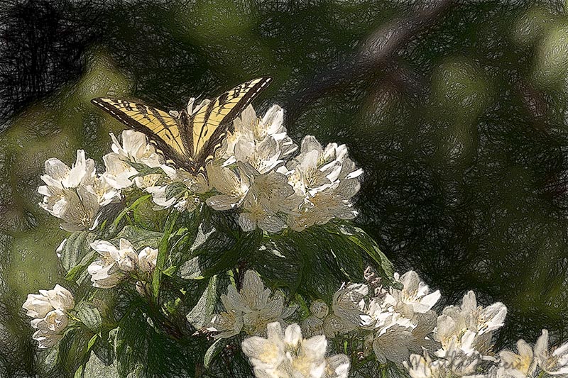 Martha Aguero <br> June 2022 <br> Swallow Tiger Butterfly