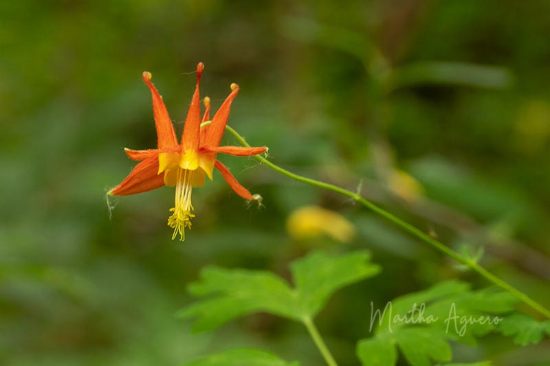 Martha Aguero June 2022 Western Columbine or Red Columbine or maybe an antique Jester hat