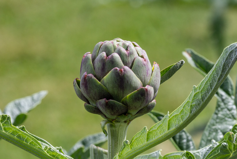 Carl ErlandJuly 2022Artichoke