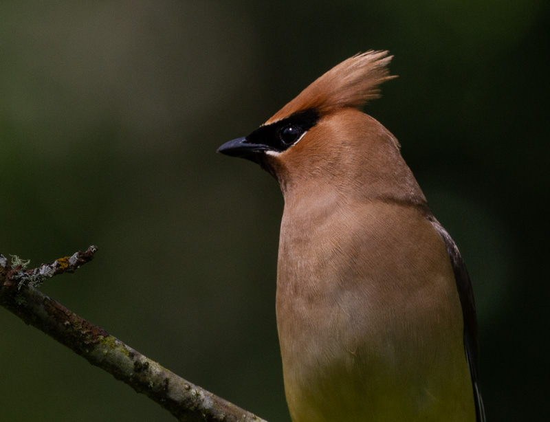 Carl ErlandJuly 2022Cedar Waxwing