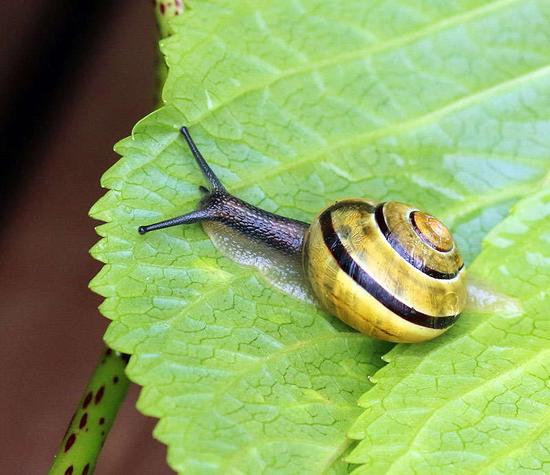 Willie Harvie2022 Summer ChallengeS - Snail 