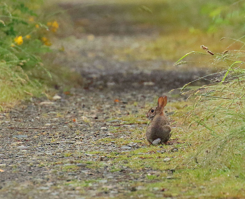 Willie Harvie2022 Summer ChallengeR - Rabbit