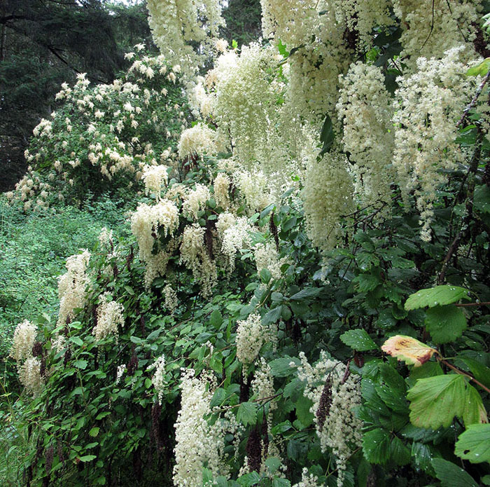 Willie Harvie2022 Summer ChallengeO - Oceanspray