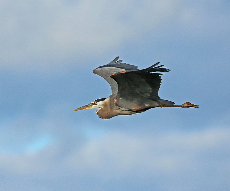 Willie Harvie2022 Summer challengeG - Great Blue Heron