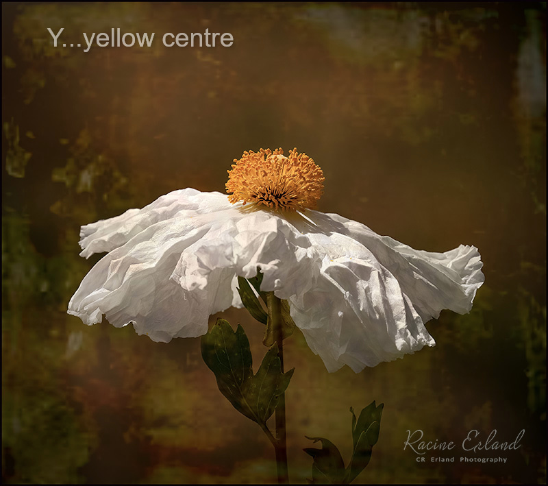 Racine Erland2022 Summer ChallengeY...Yellow centre