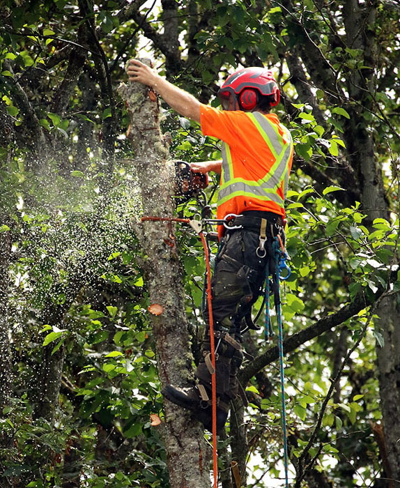 Willie Harvie2022 Summer ChallengeT - Tree trimming & Take-down