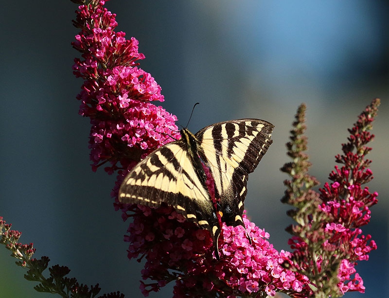 Willie HarvieJuly 2022Swallowtail butterfly