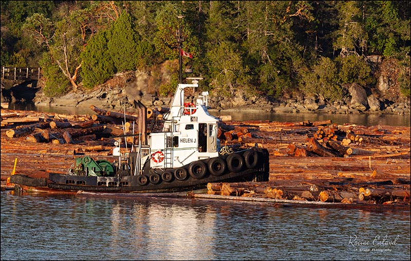 Racine ErlandThe IslandsAugust 2022 Field TripLogging Along the Salish Sea