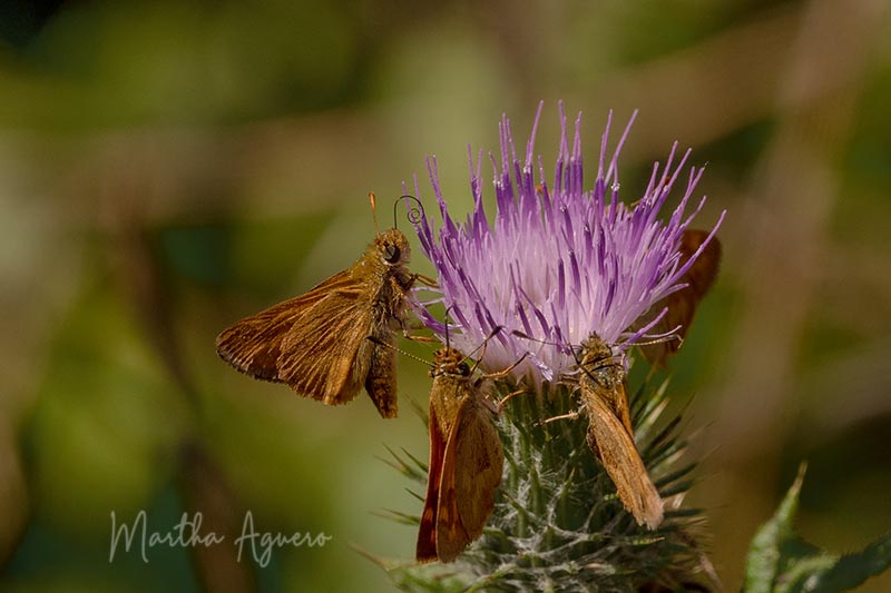 Martha Aguero August 2022Thistle with skippers butterfly 