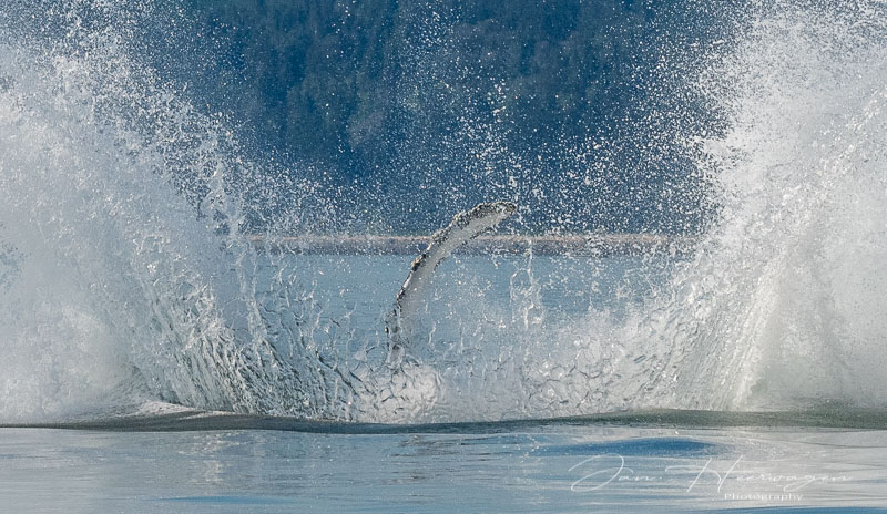 Jan HeerwagenThe IslandsAugust 2022 Field Trip Humpback Whale Fin Splash