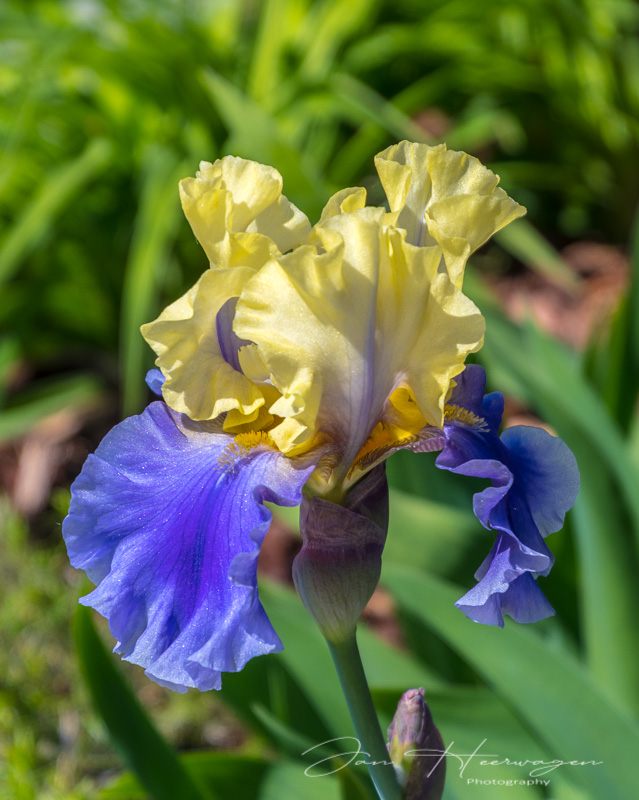 Jan HeerwagenSummer Challenge 2022 U - Ukrainian Coloured Iris