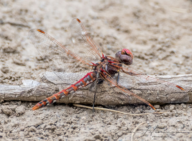 Jan HeerwagenSummer Challenge 2022 V - Variegated Meadowhawk Dragonfly