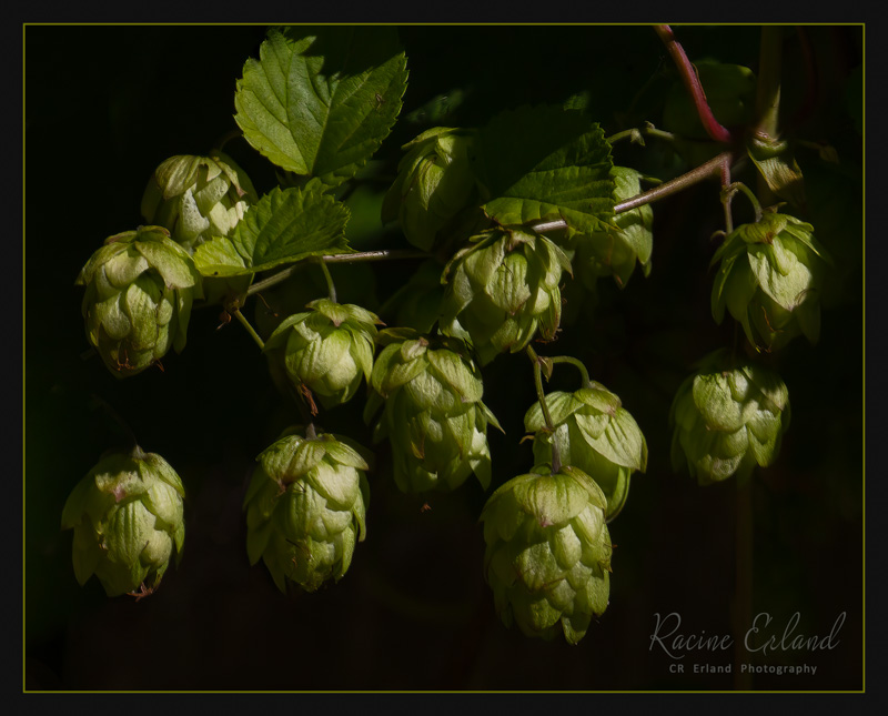 Racine ErlandSeptember 2022Hops and Beer