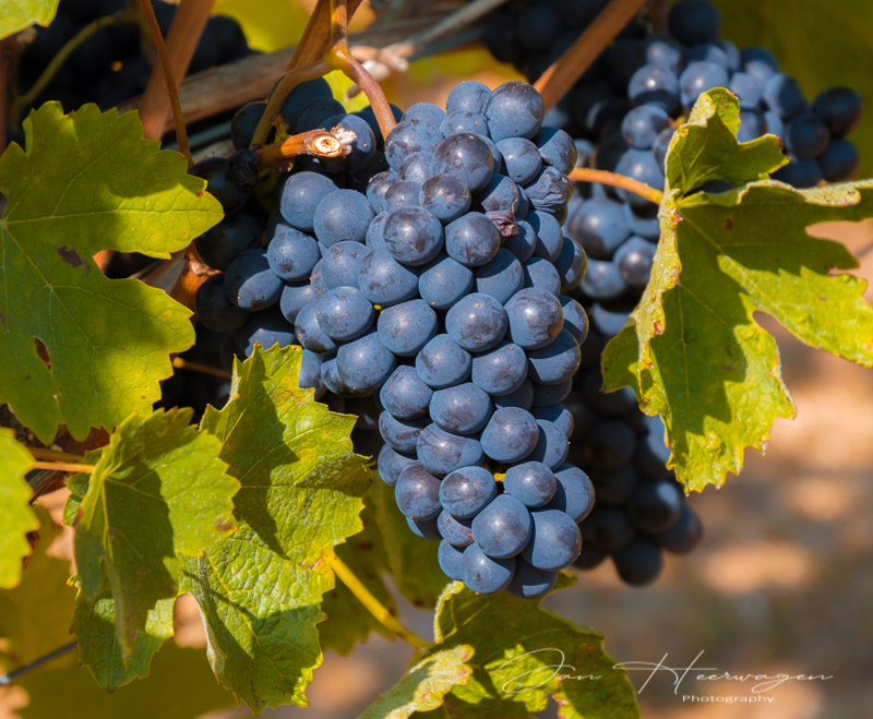 <br>Jan Heerwagen<br>Field Trip Oct 2022<br>Saltspring Island Apple Festival<br>Wine Grapes