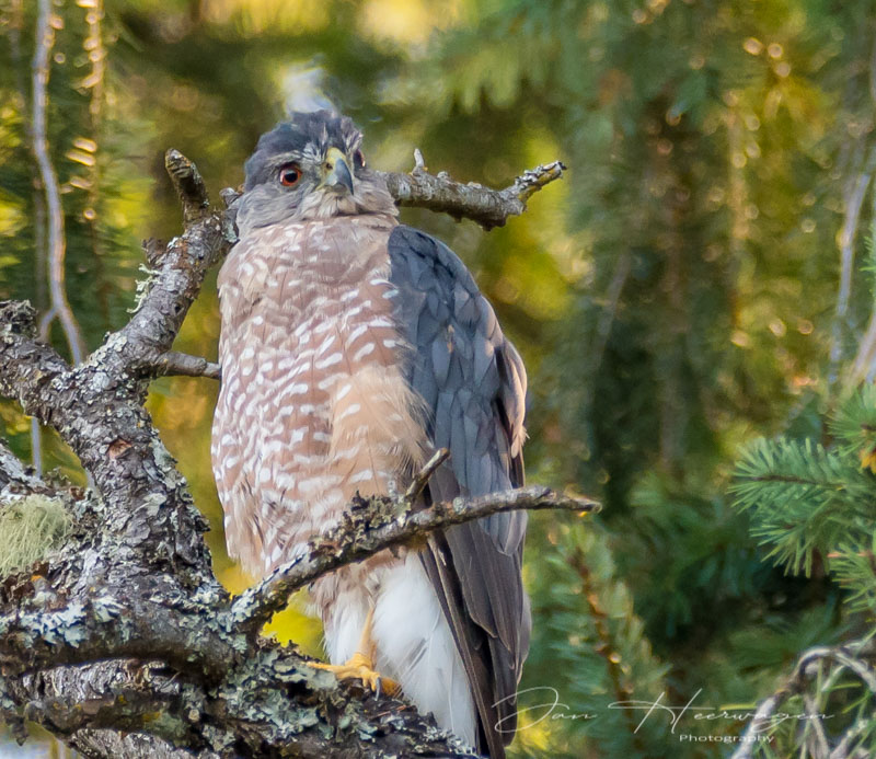 Jan HeerwagenSeptember 2022 Backyard Cooper's Hawk