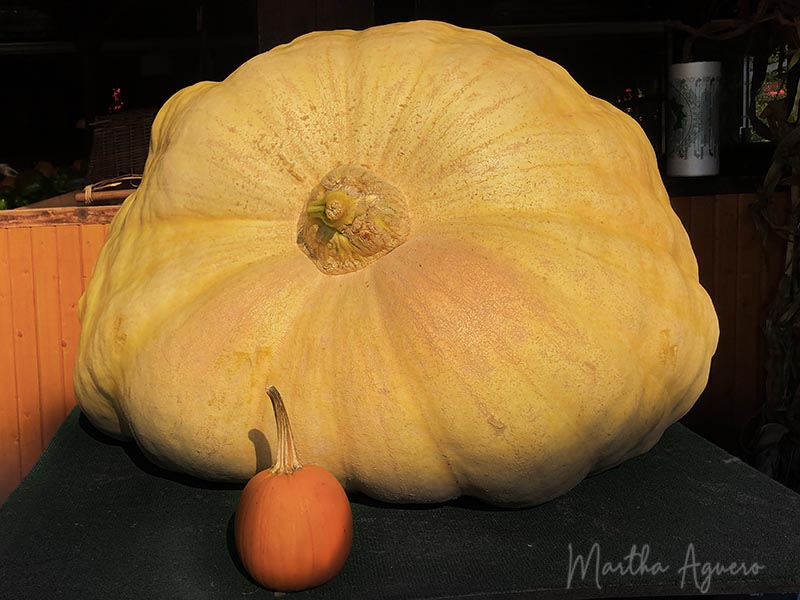 <br>Martha Aguero<br>October 2022<br>Massive and Middle size Pumpkin